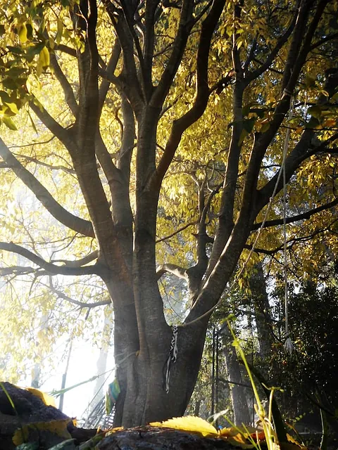 Casa Kyo El Jardín del Tao cabañas